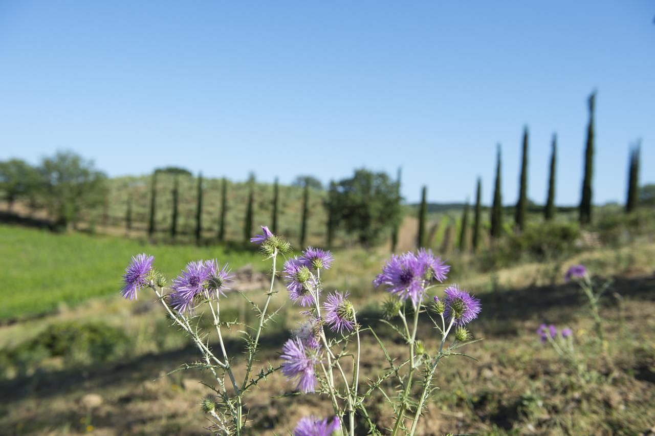 Agriturismo Poggio Corbello La Pesta Dış mekan fotoğraf