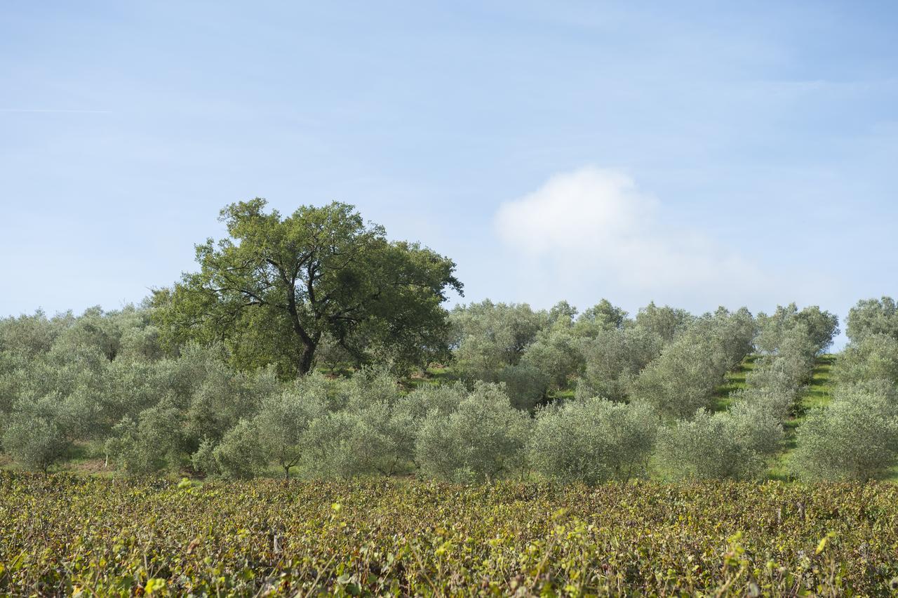 Agriturismo Poggio Corbello La Pesta Dış mekan fotoğraf